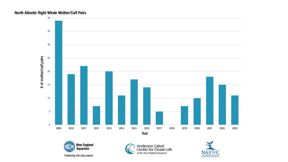 The chart shows North Atlantic right whale mother-calf pairs since 2009.