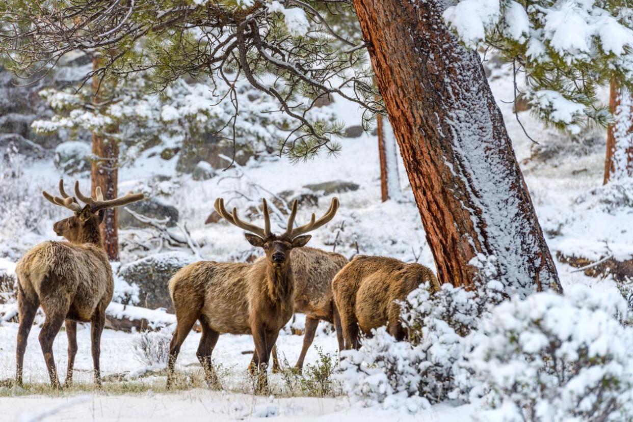 A group of bull elk grazing in a snow-covered mountain forest on a snowy Spring evening in Rocky Mountain National Park. Colorado, USA.