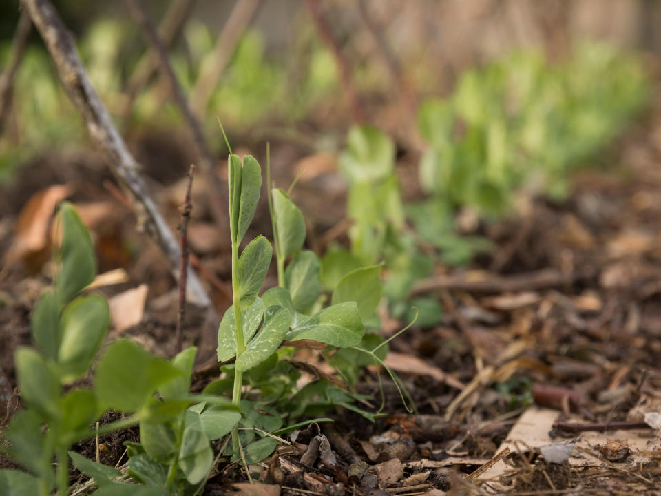 garden pea plants