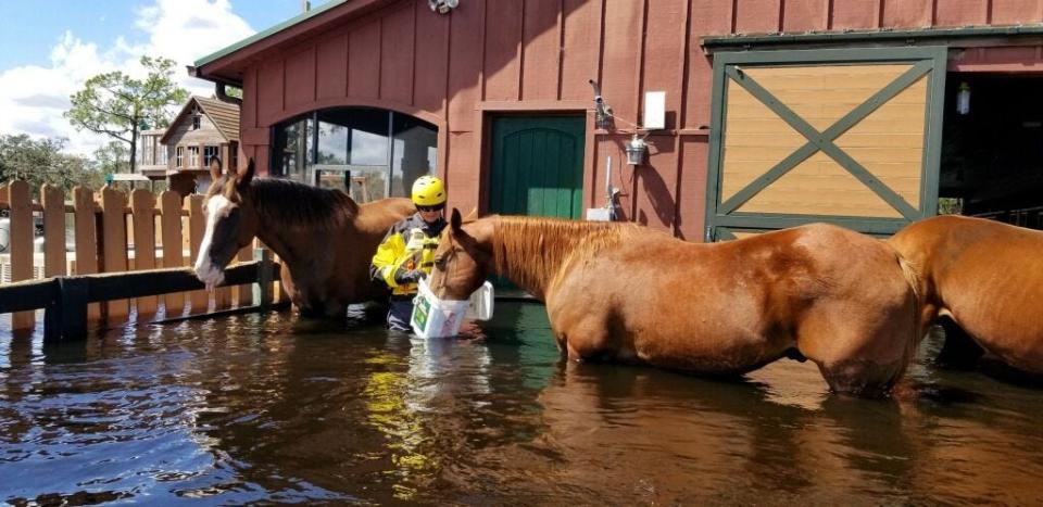 American Humane Rescue Team member Scott Sherlock feeds horses Saturday in DeSoto County.