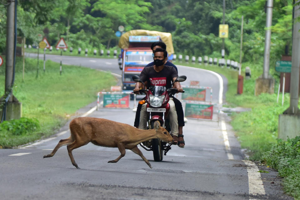 A wild deer crosses a National Highway in search for safer places at the flood affected area of Kaziranga National Park in Nagaon District of Assam. (Anuwar Ali Hazarika/Barcroft Media via Getty Images)