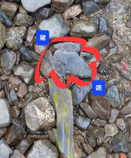 原來是有一隻青蛙蹲在石堆中。（圖／翻攝自路上觀察學院 臉書）