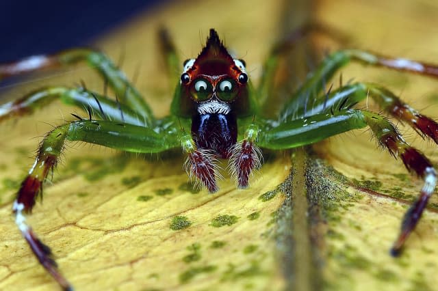 Close-up photo of Jumping Spider