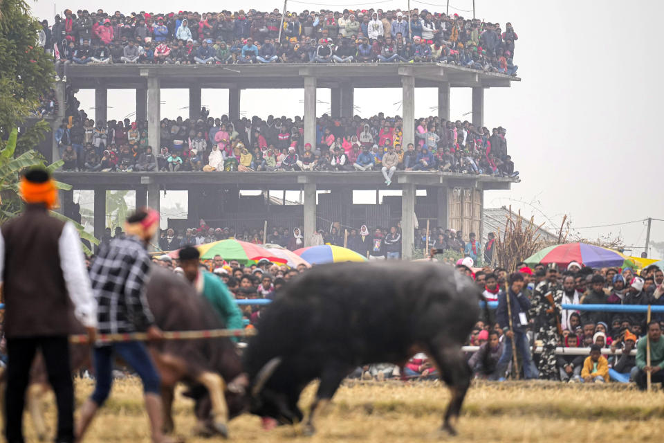 A pair of buffaloes lock horns during a fight held as part of the Magh Bihu harvest festival at Ahotguri village, east of Guwahati, Assam, India, Jan. 16, 2024. Traditional bird and buffalo fights resumed in India’s remote northeast after the supreme court ended a nine-year ban, despite opposition from wildlife activists. (AP Photo/Anupam Nath)