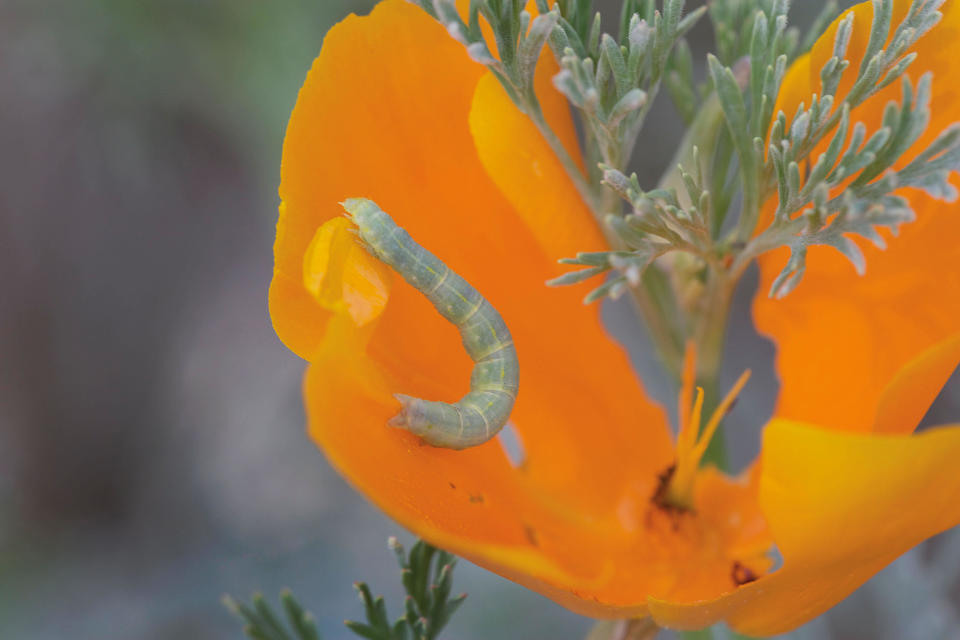 This 2015 photo provided by The G2 Gallery, shows a California poppy with a caterpillar in environmentalist, philanthropist and photographer Susan Gottlieb's baseball field-sized Gottlieb Native Garden surrounding her hillside home in Beverly Hills, Calif., and is featured in her 2016 book "The Gottlieb Native Garden: A California Love Story." (Susan Gottlieb/The G2 Gallery via AP)
