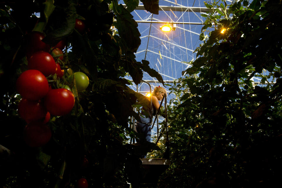 Tomatoes hang from vines as a worker prunes plants in the family-run Lans greenhouses in Maasdijk, Netherlands, Wednesday, Oct. 10, 2018. For years, the Dutch agriculture, horticulture and logistics industries have been refined so that if a supermarket in London suddenly wants more tomatoes it can get them from the greenhouse to the store shelf in a matter of hours. The seamless customs union and single market within the European Union have, for decades, eradicated customs checks and minimized waiting at borders. (AP Photo/Peter Dejong)
