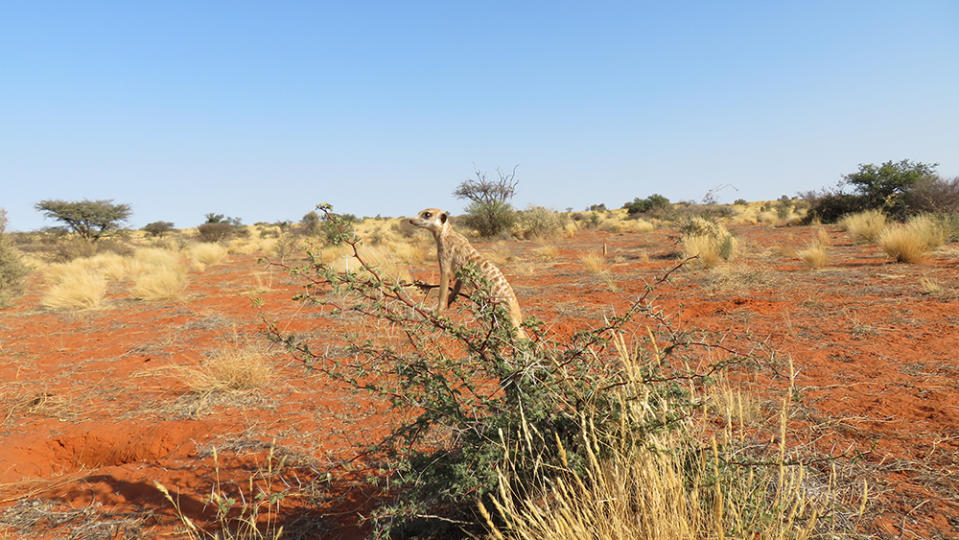 A meerkat in Tswalu