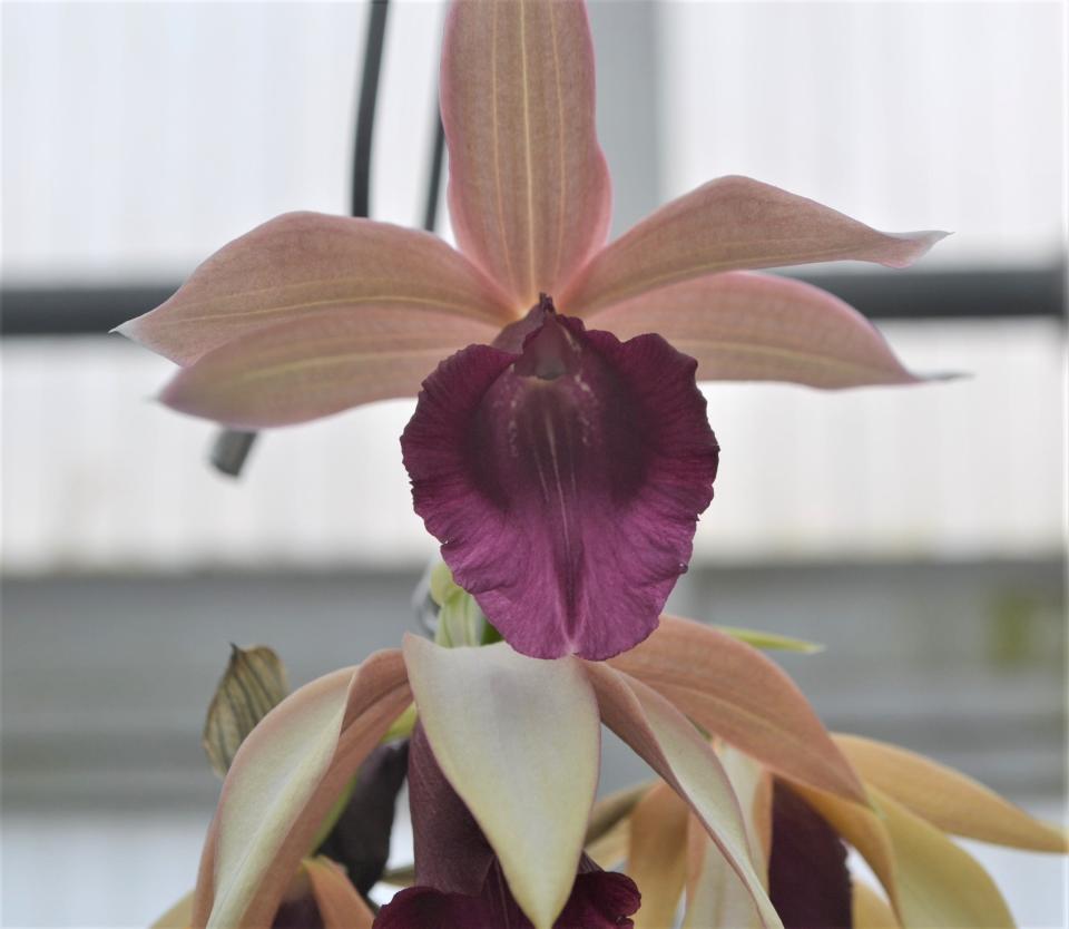 The blooms of a Cattleya orchid come in a wide variety of shapes and color combinations.