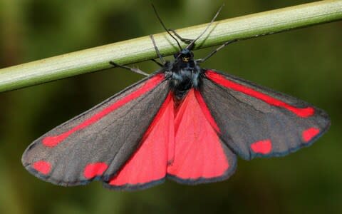 A beautiful Cinnabar Moth - Credit: Moment Open