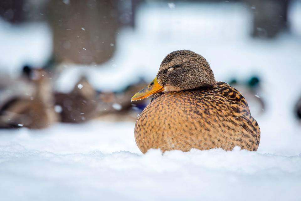 This Comfy Duck