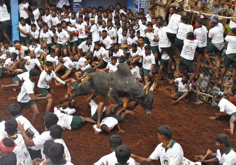 A bull jumps over villagers during a bull-taming festival on the outskirts of Madurai town