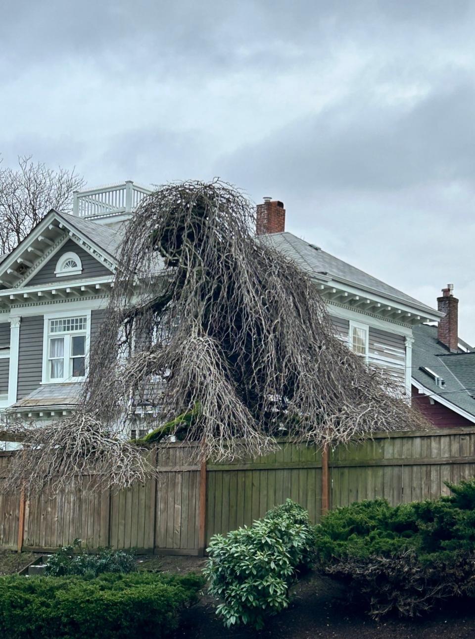 huge bare shrub looks like a creepy monster leaning over a fence