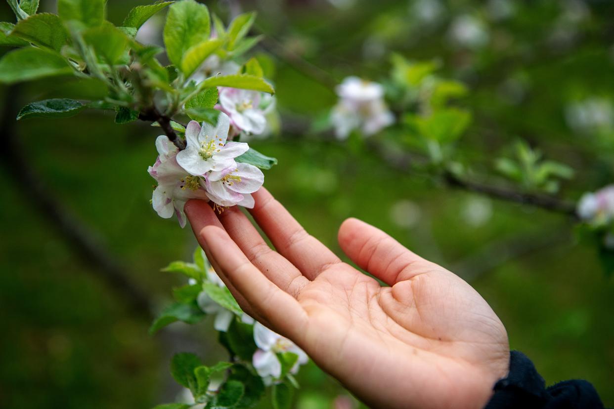 Southside Community Farm manager Chloe Moore touches a bloom from an apple tree at the farm on Livingston Street in Asheville, April 11, 2024.