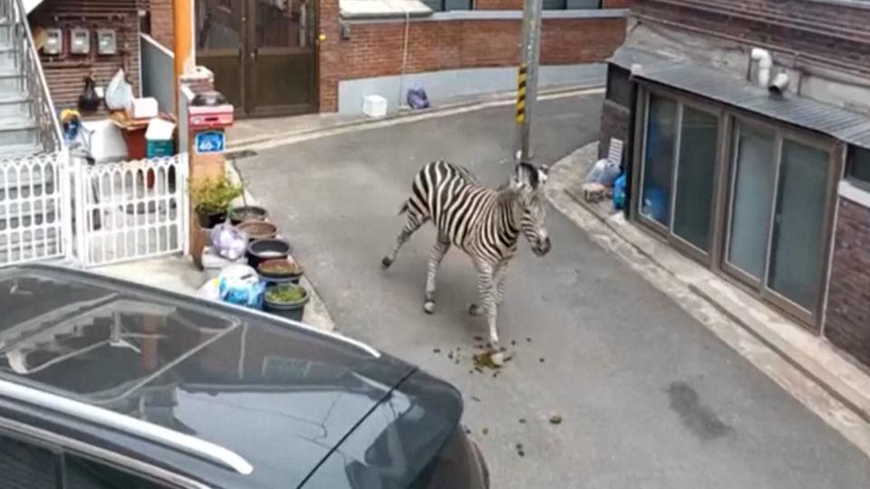 A Zebra who recently lost both his parents escaped a zoo spent three hours galloping around the South Korean capital this week.