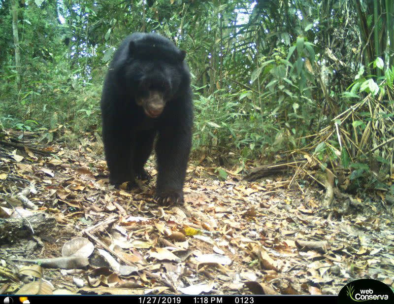 An Andean bear is photographed by a camera trap set up by the WebConserva Foundation in San Lucas