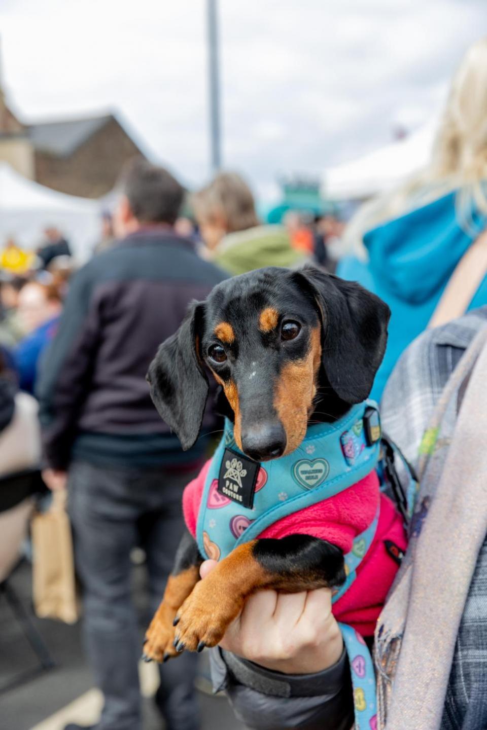 The Northern Echo: Dogs at Bishop Auckland Food Festival.