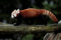 FILE PHOTO: A Red Panda (Ailurus fulgens) climbs a tree at the Beauval zoo in Saint-Aignan-sur-Cher