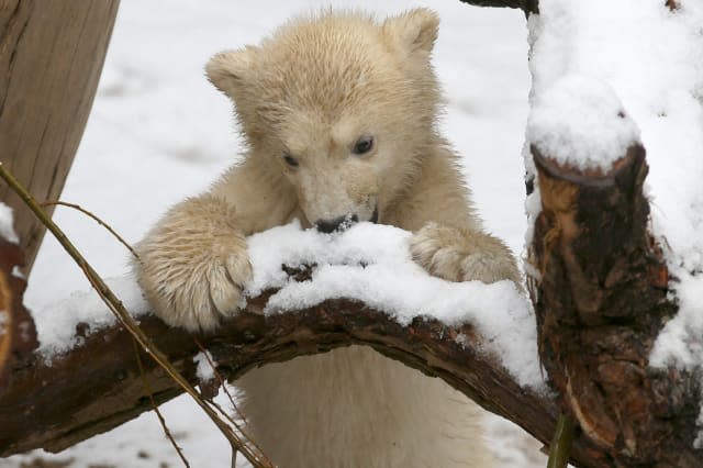 Polar bear cub in Rostock named Fiete