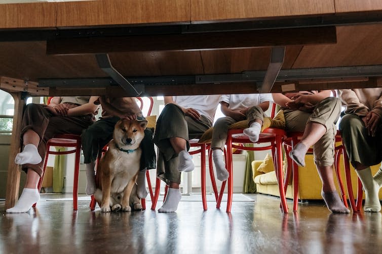 <span class="caption">Say goodbye to leg-crossing.</span> <span class="attribution"><a class="link " href="https://www.pexels.com/photo/a-dog-sitting-under-the-table-5990704/" rel="nofollow noopener" target="_blank" data-ylk="slk:Pexels/Cottonbro studio;elm:context_link;itc:0;sec:content-canvas">Pexels/Cottonbro studio</a></span>