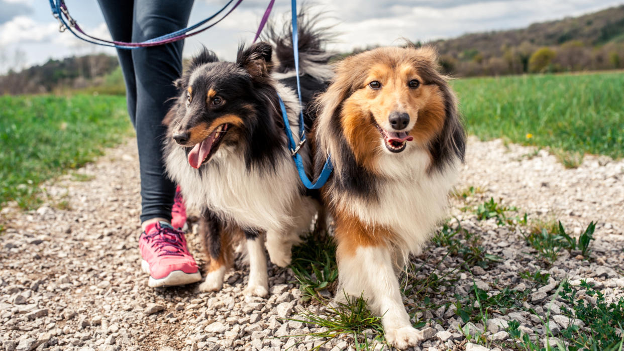 Shetland Sheepdogs