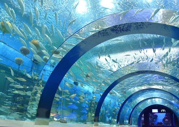 照片提供：淺蟲水族館