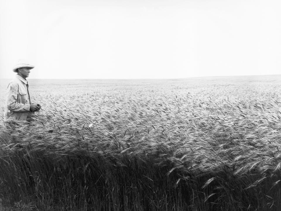 A farmer in a wheat field in 1926.