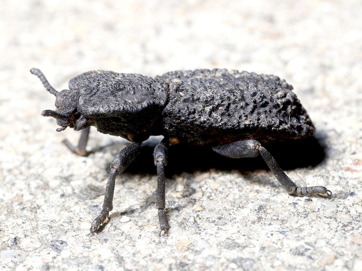 The diabolical ironclad beetle can take on an applied force of about 150 Newtons - a load of at least 39,000 times its body weight (Getty )