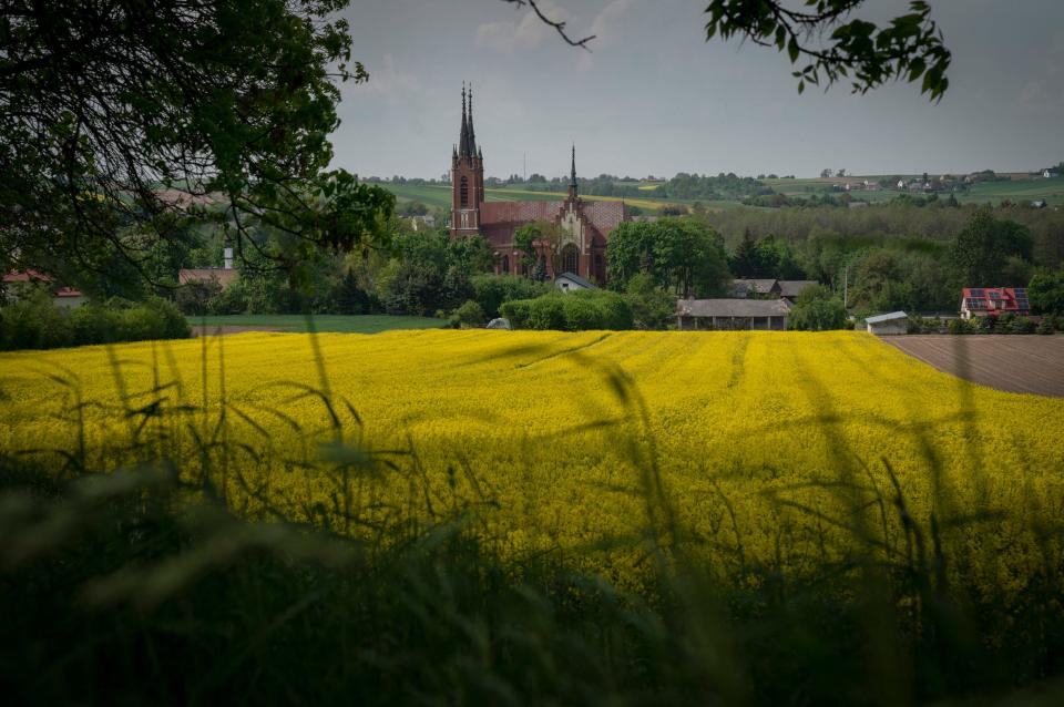 Fields of rapeseed can be seen all over eastern Poland on Saturday.