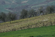 <p>La economía de Ripacandida se ha basado históricamente en la agricultura, especialmente de la producción del Aglianico del Vulture, un vino con denominación de origen. También destaca por la fabricación de aceite de oliva y de miel. (Foto: Getty Images).</p> 