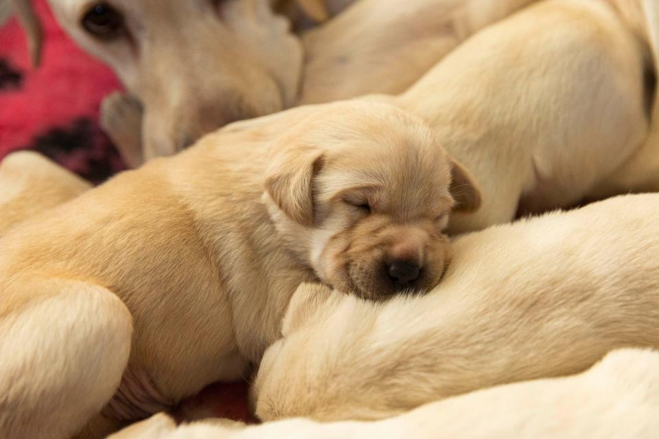 guide dogs 2023 litter sleeping