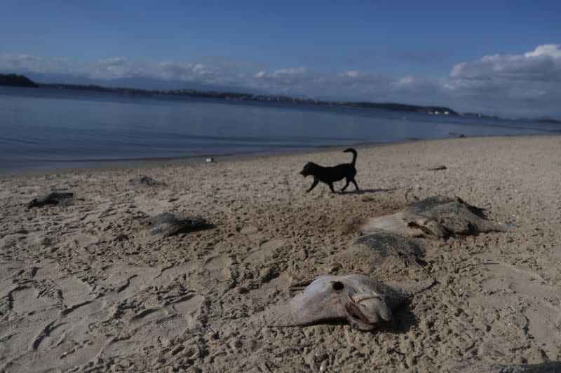 Remains of dead stingrays are seen at Ilha do Fundao, on the banks of the Guanabara Bay, in Rio de Janeiro