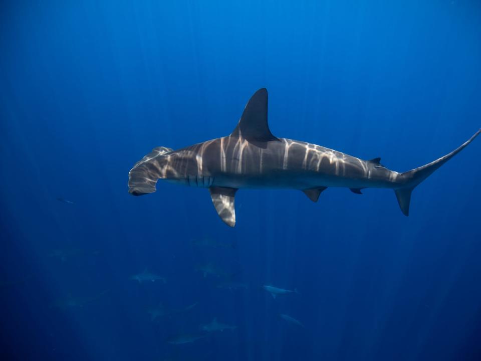 A hammerhead shark is floating by the surface.