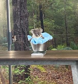 Jasper gets weighed on a table (WILD LIFE Sydney Zoo)