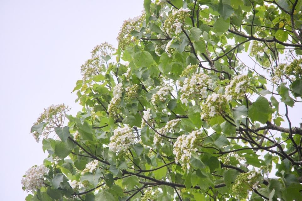 桐花季節來臨，推薦造訪石碇桐花步道。   圖：新北市景觀處提供