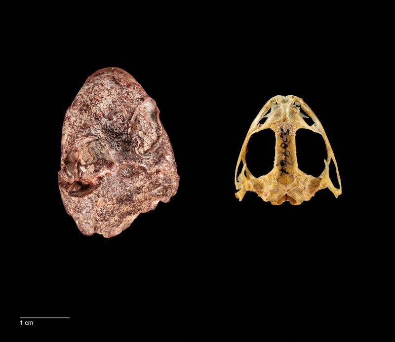 Cráneo fósil del protoanfibio Kermitops del Pérmico junto a un cráneo de rana moderna