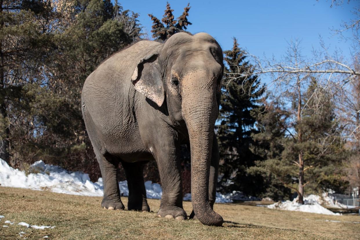 Veterinarians visiting from Germany in October found Lucy's health issues have improved overall. (Jason Franson/The Canadian Press - image credit)