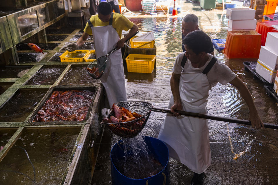 Workers arrange non-Japanese fish at the Aberdeen Wholesale Fish Market, where some wholesalers stopped selling Japanese fishery products following news from Japan on its plan to discharge treated radioactive wastewater into the sea in Hong Kong, Thursday, July 13, 2023. (AP Photo/Louise Delmotte)