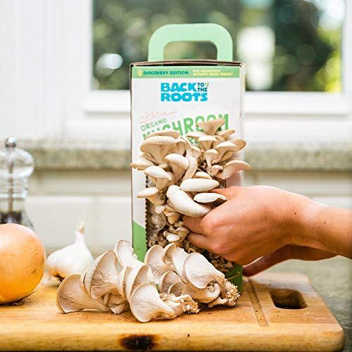 4) Organic Mushroom Growing Kit