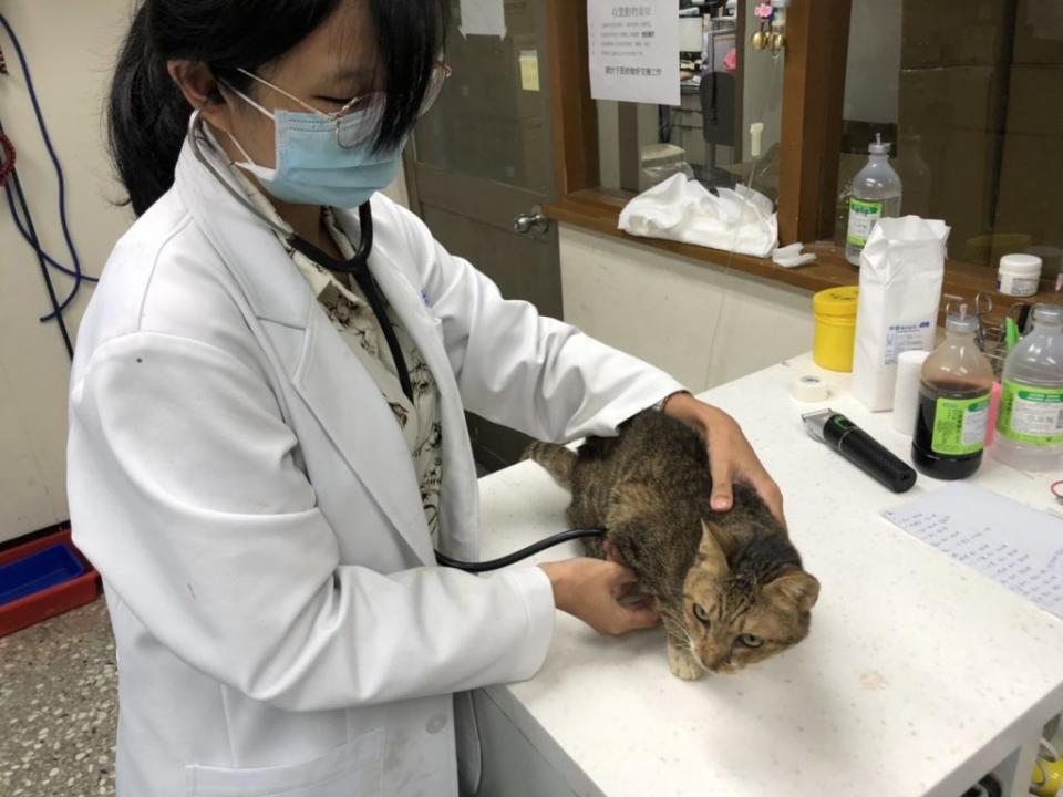 獸醫師幫流浪貓「小虎」檢查身體狀況。<br />（新北市動保處提供）