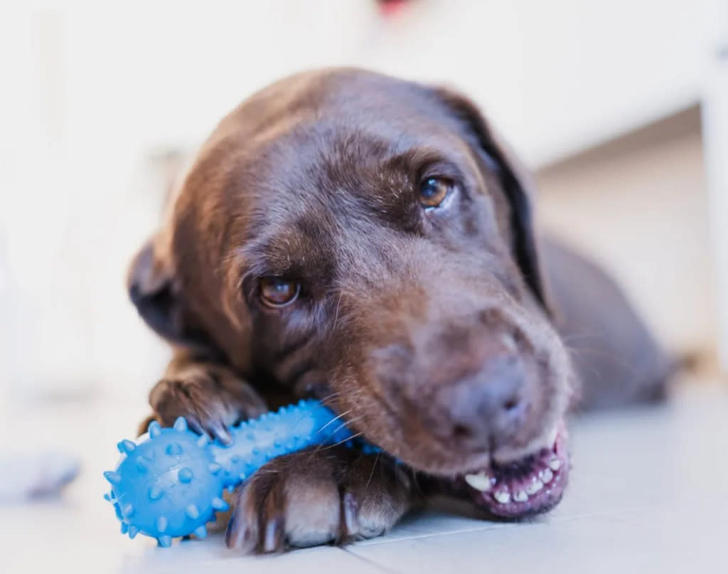 Dog guarding chew toy