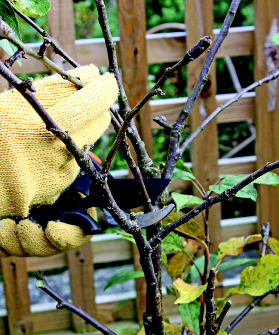 Hands in gardening gloves cutting back fruit tree sideshoots in winter