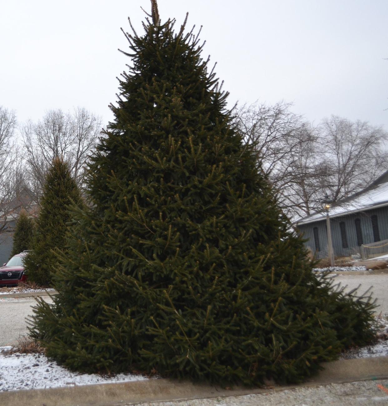 Deer usually avoid plants and trees that have strong scents, like this spruce tree.