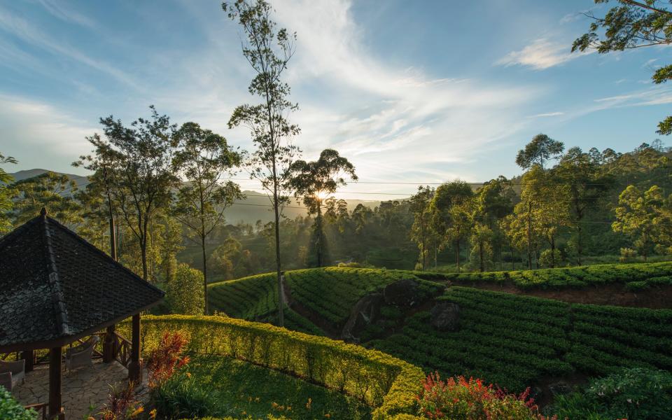 Dimbula,  Sri Lanka