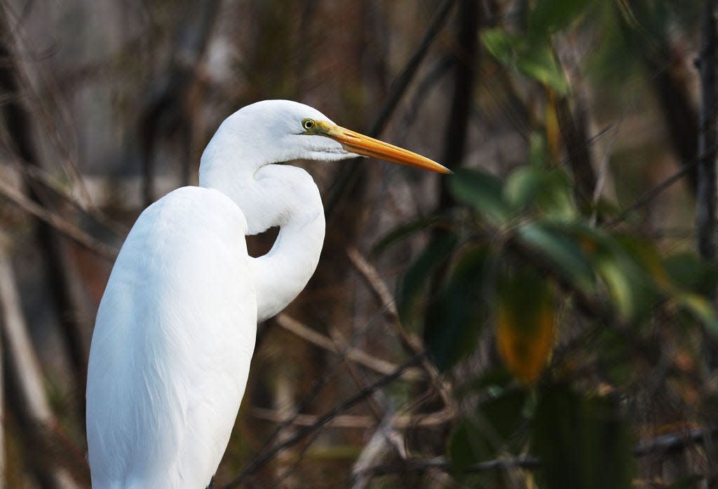 An Egret is seen in the Everglades National Park on January 2, 2019.