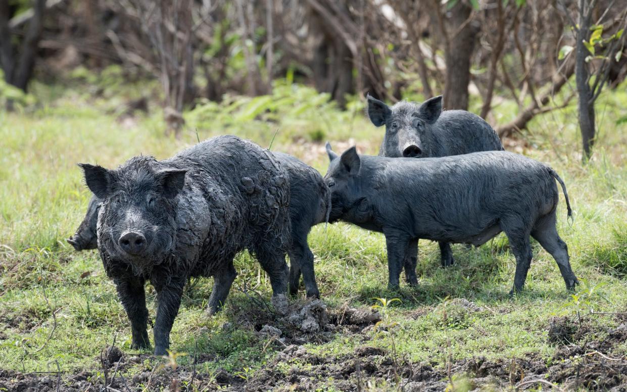 Three years of heavy rainfall in Australia has led to abundant food sources for feral pigs