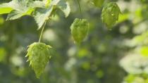 Hops take off in Ontario thanks to booming craft beer market