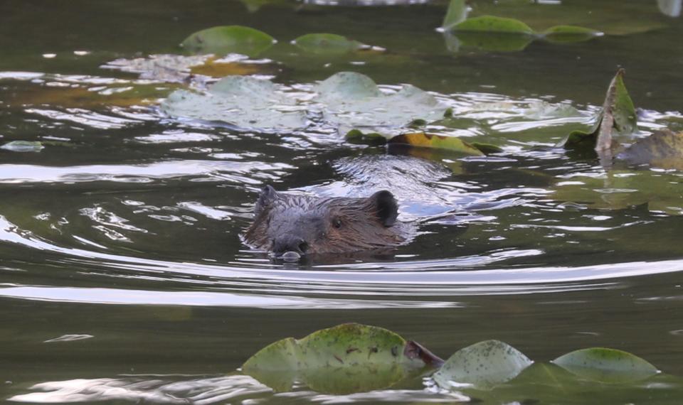 Muskrats are semi-aquatic rodents that can be found in a wide range of climates and habitats.