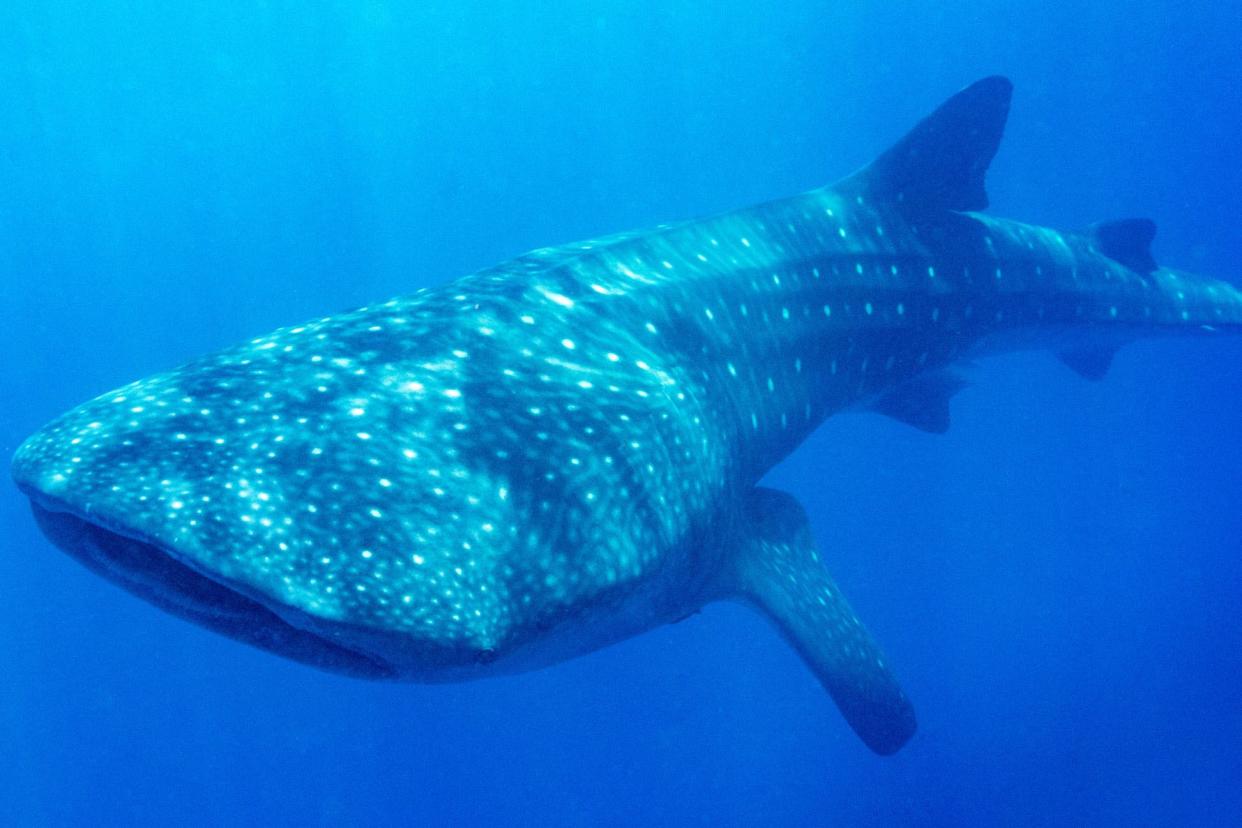 whale shark in honduras