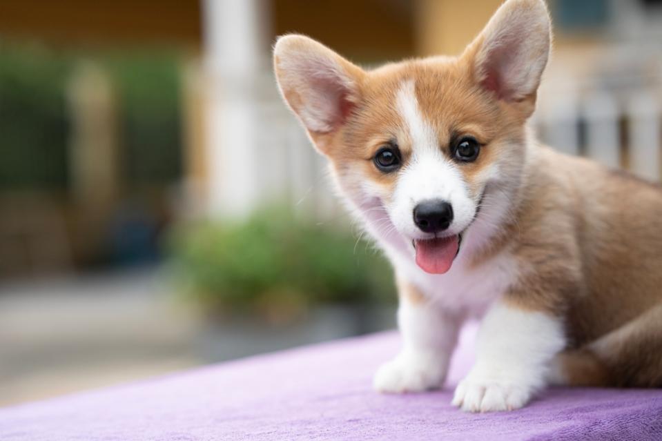 Corgi puppy smiling