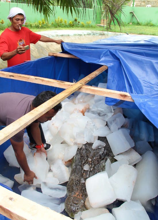 A worker puts ice blocks on the remains of the 6.17 metre long saltwater crocodile named Lolong on February 11, 2013, in the town of Bunawan, Agusan del Sur province on the southern Philippine island of Mindanao. Lolong, world's largest saltwater crocodile in captivity, has died, 17 months after it was captured and displayed in a small pond